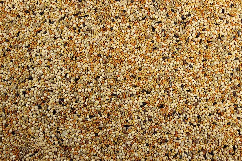 Finch with Millet 50LB