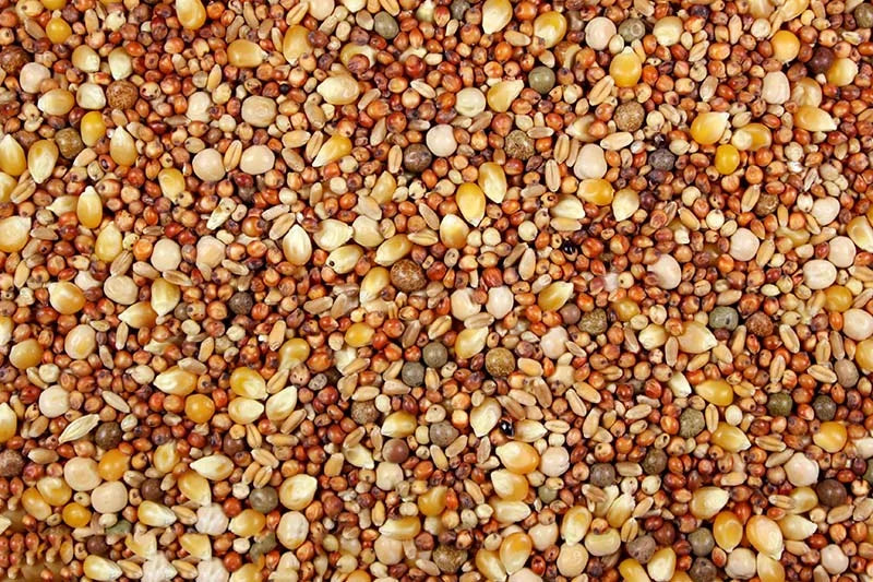 Pigeon Feed 12.00% Leach