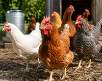 Poultry