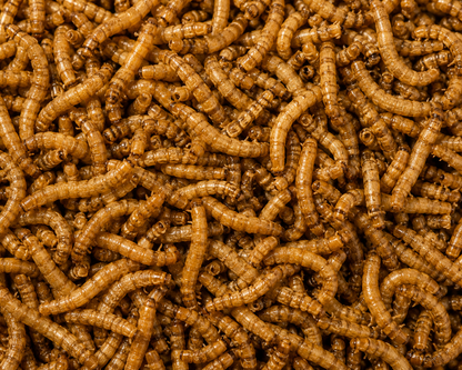 Nevada Ranch Premium Dried Mealworms – 4 lb