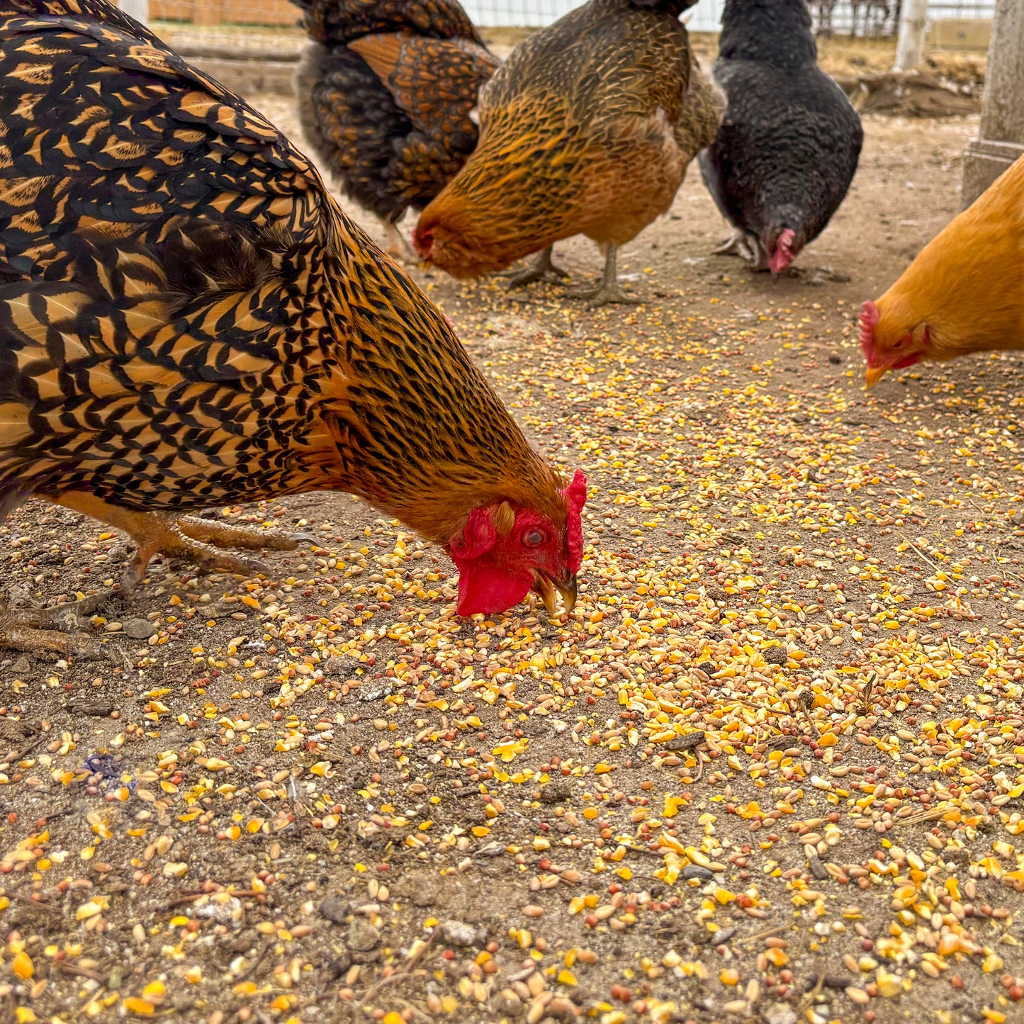 IFA Scratch Grain for Poultry - 50 lb