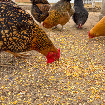 IFA Scratch Grain for Poultry - 50 lb