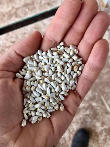 SAFFLOWER 50LB