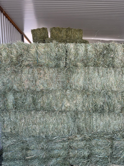 Orchard Mix Hay Bale – 80% Orchard Grass / 20% Alfalfa (3 String)