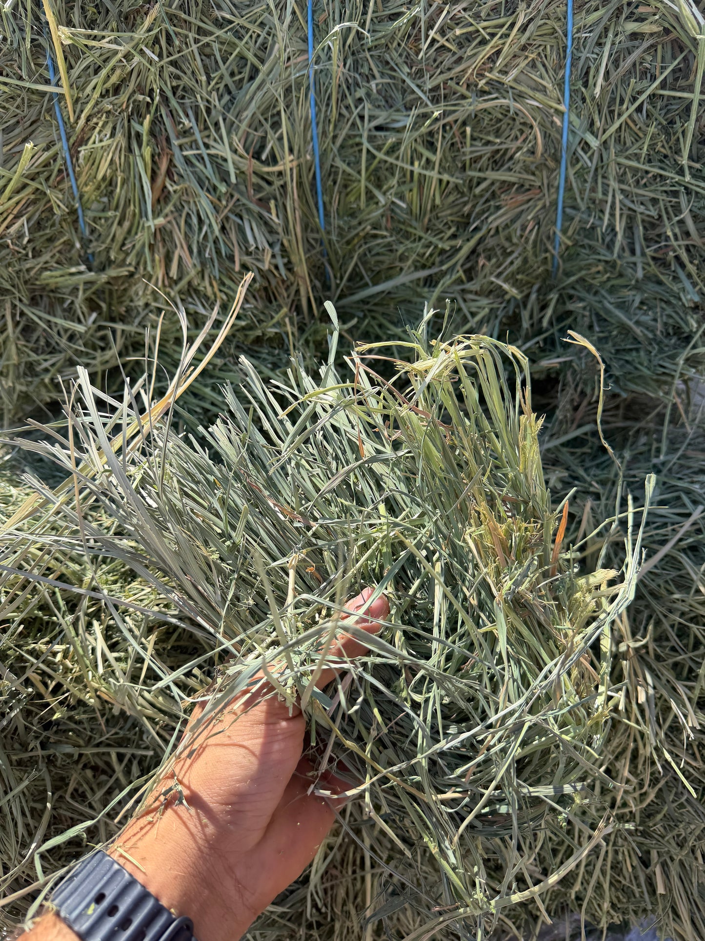 Orchard Mix Hay Bale – 80% Orchard Grass / 20% Alfalfa (3 String)