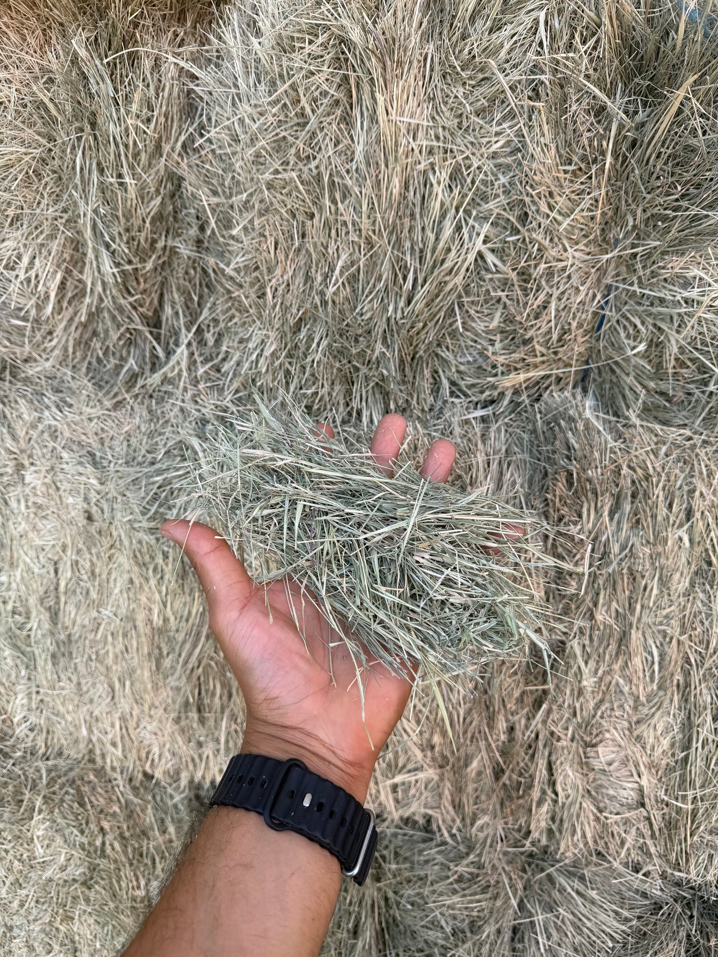 Bermuda Hay Bale – 3 String (100 lb)